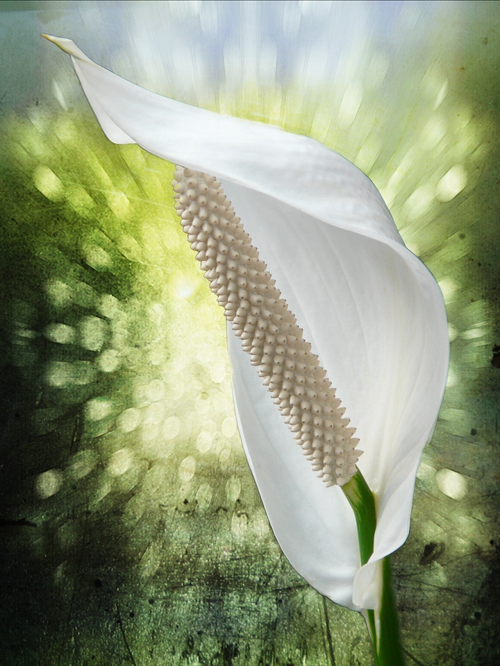 Plant filigree digital art