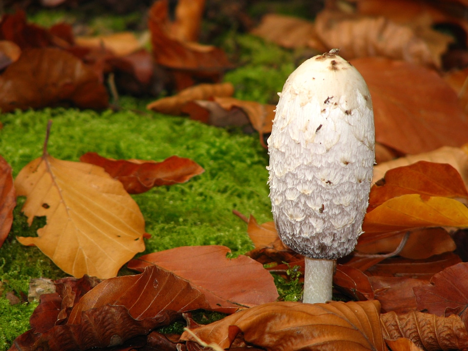 Forest forest floor white