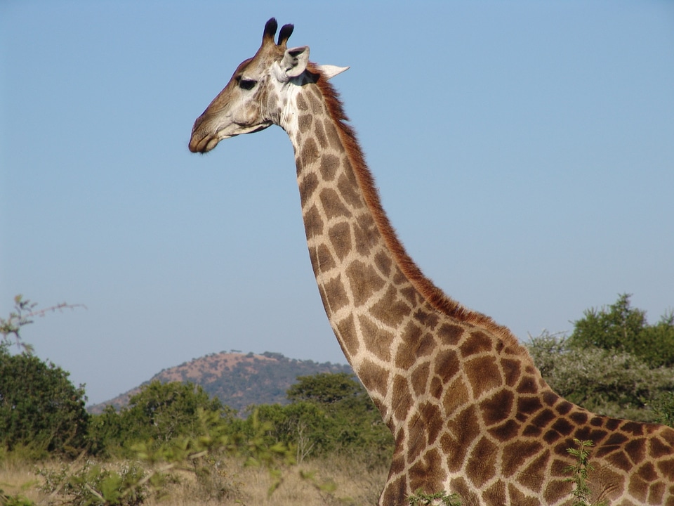 Giraffe africa nature