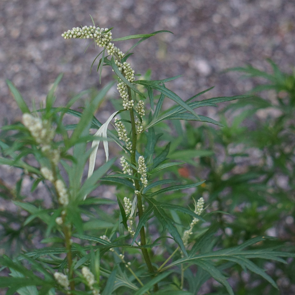 Artemisia vulgaris pollen allergy flower bud