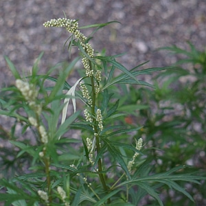 Artemisia vulgaris pollen allergy flower bud