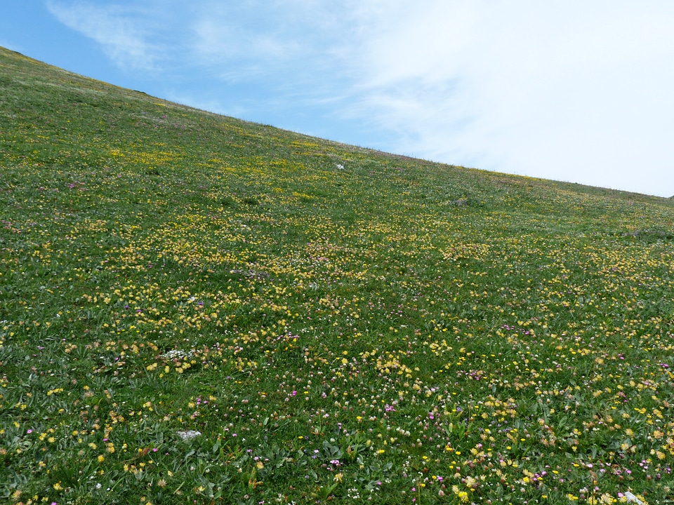 Sky green sea of flowers