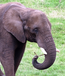 African Elephant photo