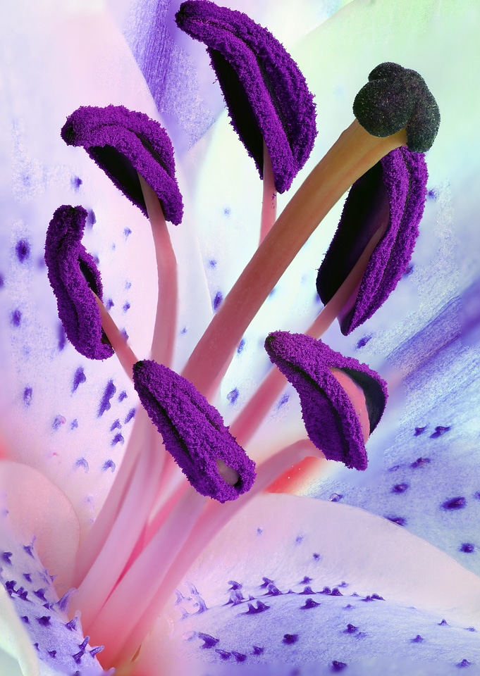 Stargazer Blue
