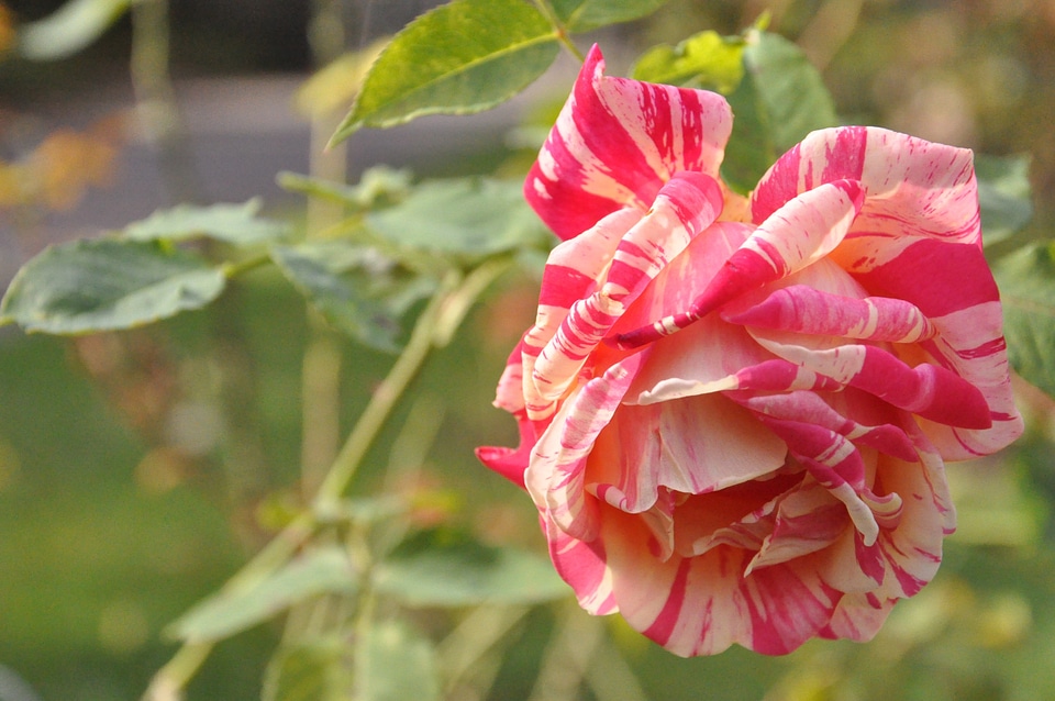 Flowers nature sad