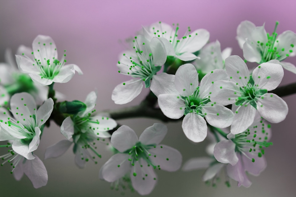 Green Springtime Blossom