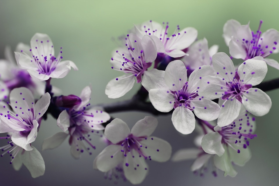 Purple Springtime Blossom