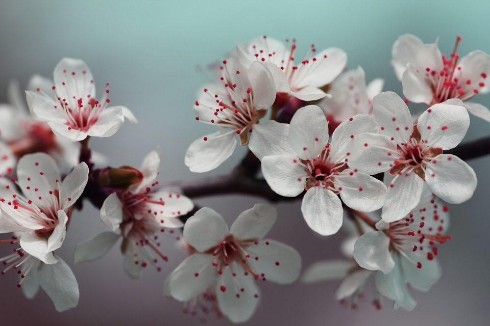 Red Springtime Blossom