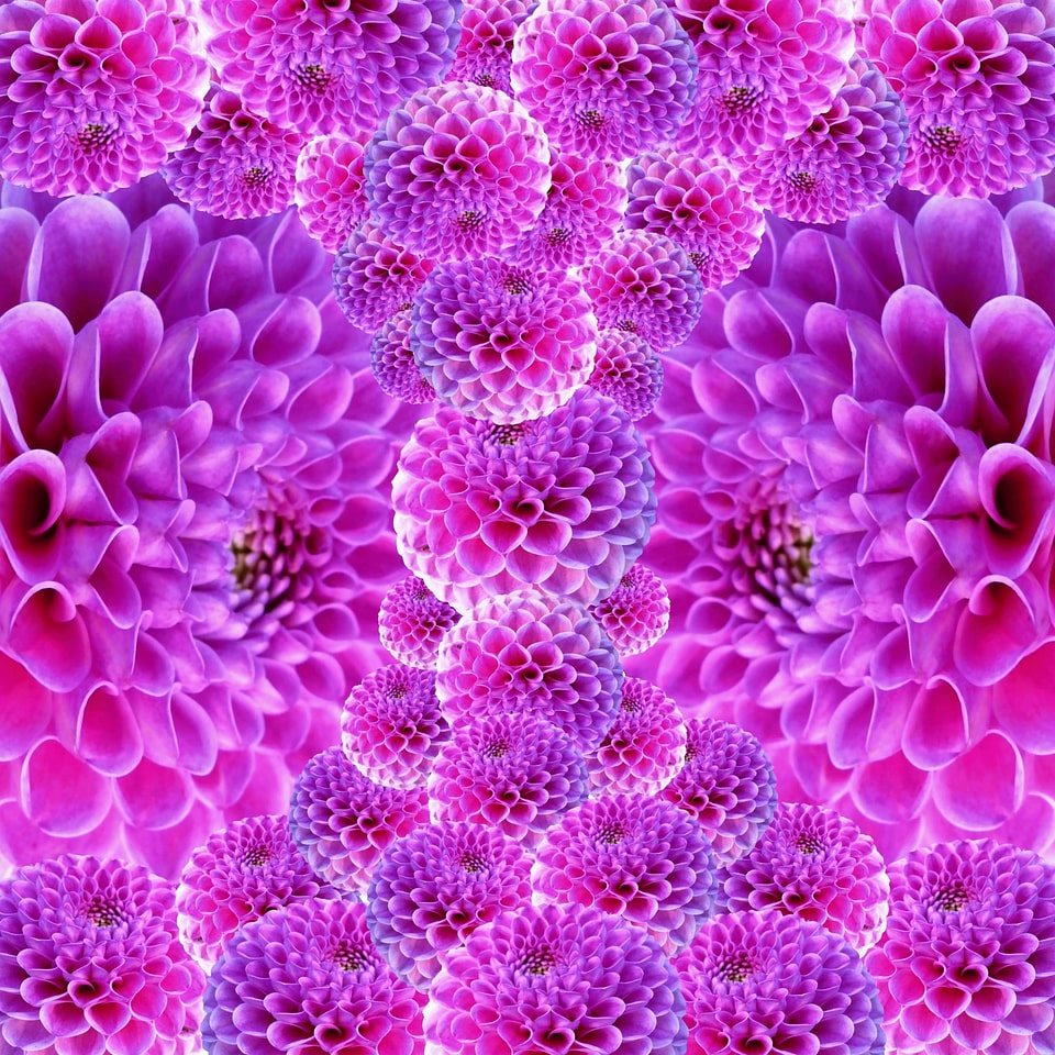 Beautiful blossom bloom