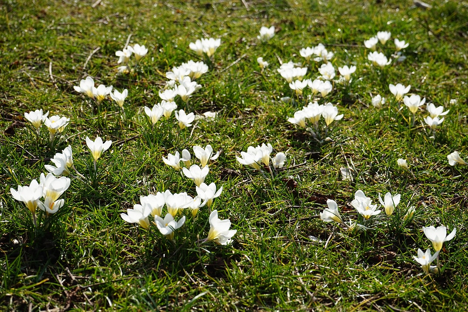 Flower spring bühen