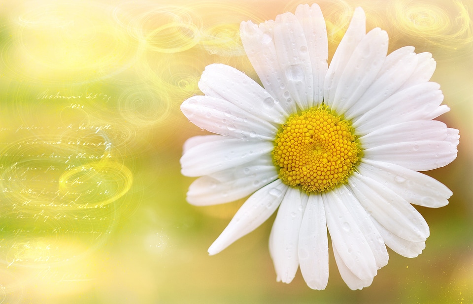 Flower plant greeting card