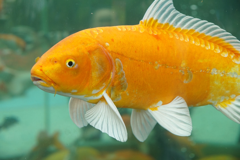 Fish animal golden yellow