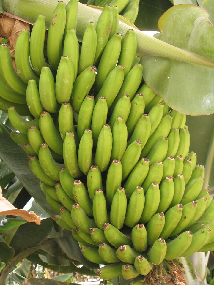Tenerife plantation fruit