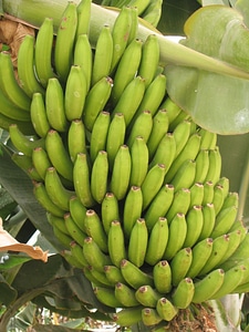 Tenerife plantation fruit