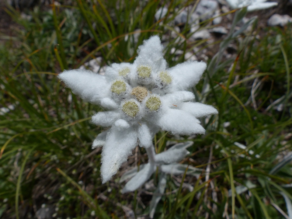 Fluffy white rarely