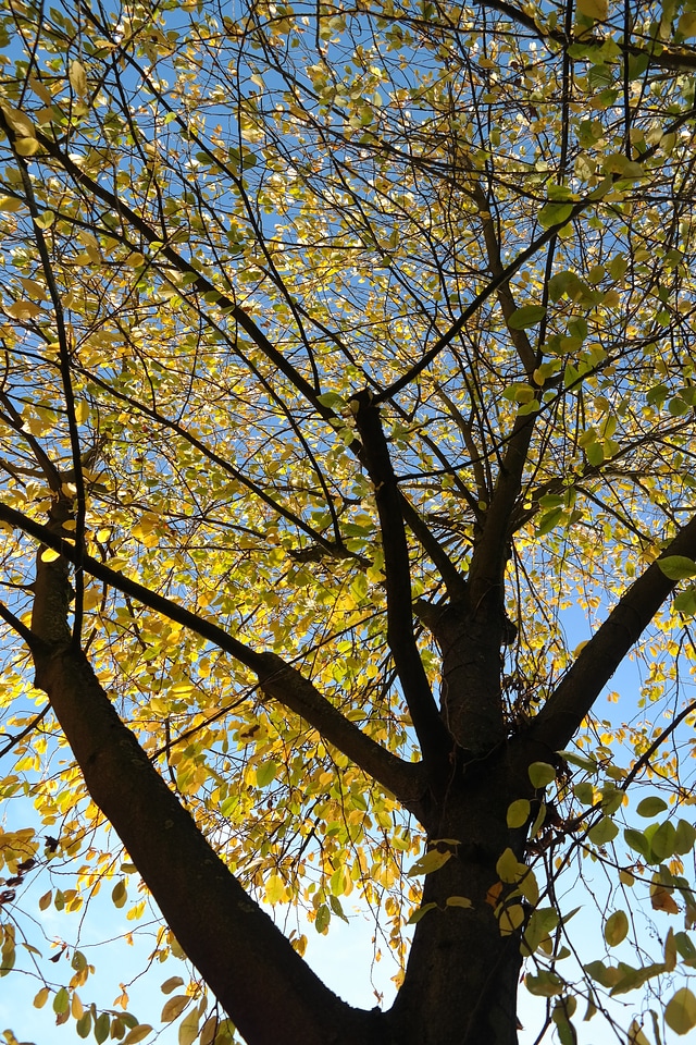 Aesthetic branches bright yellow