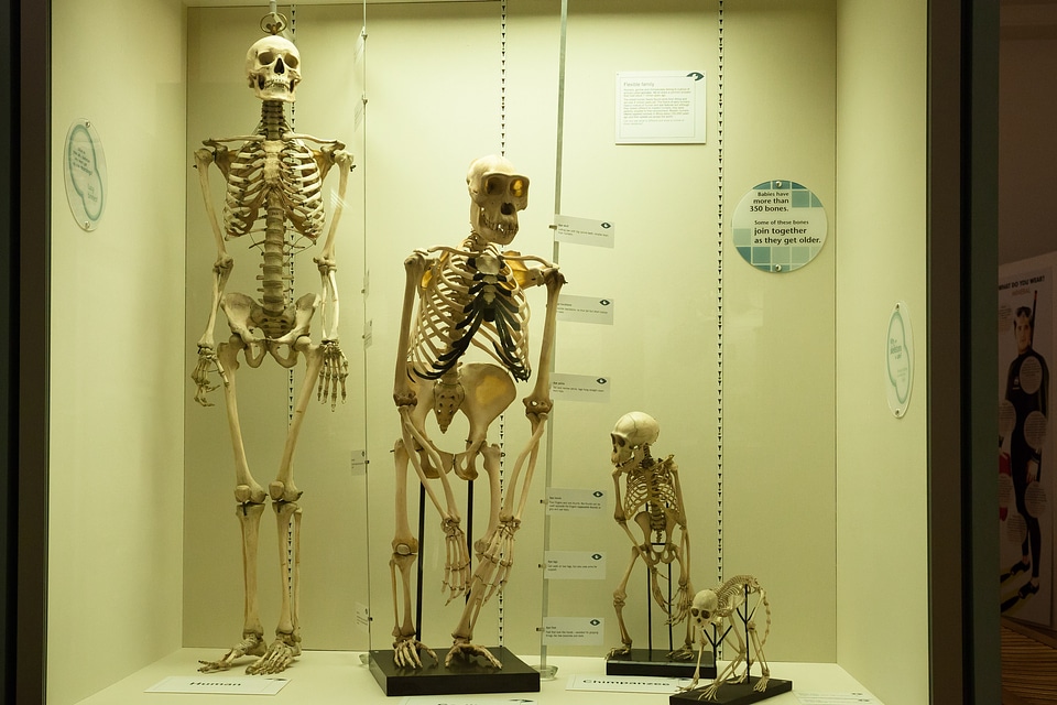Monkey primates homo sapiens