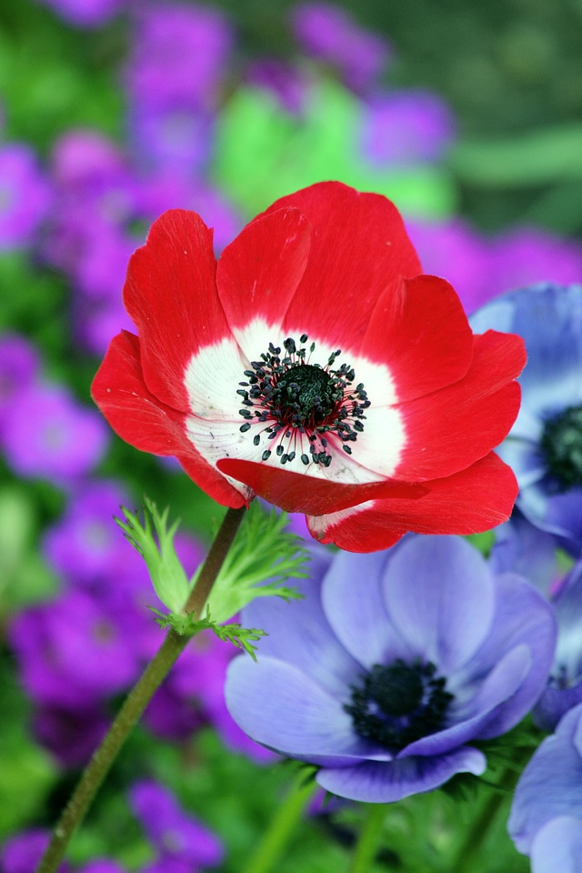 Red Anemone Flower