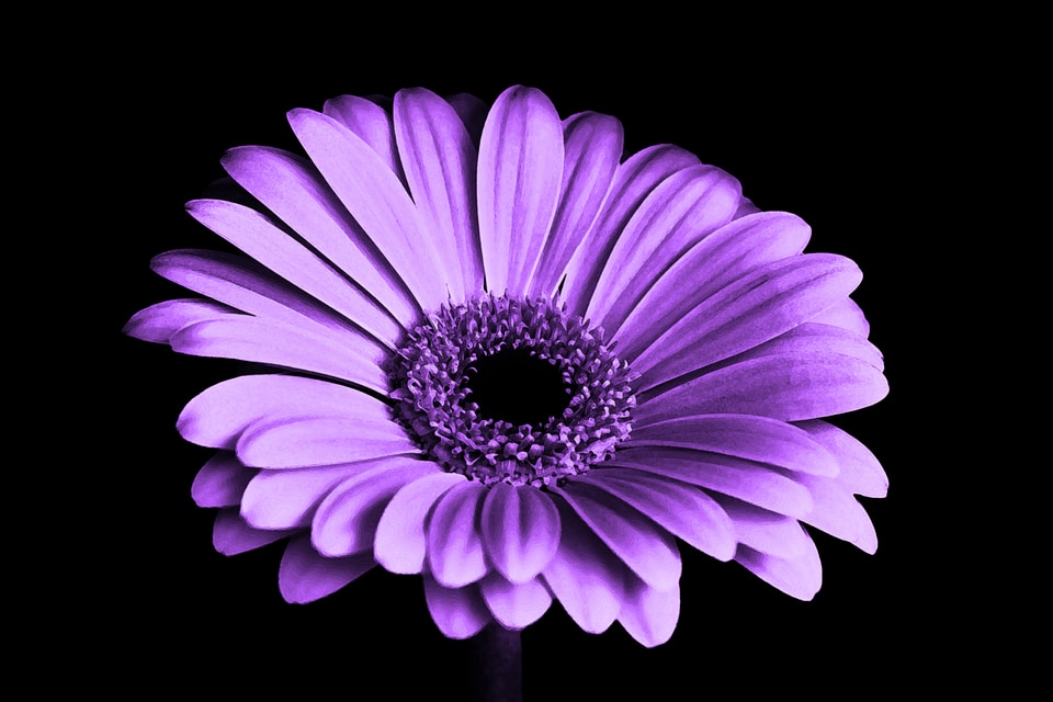 Purple Gerbera Flower