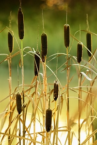 Cattails photo