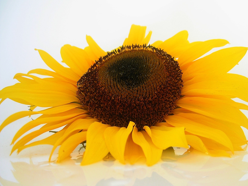 Sun yellow plant