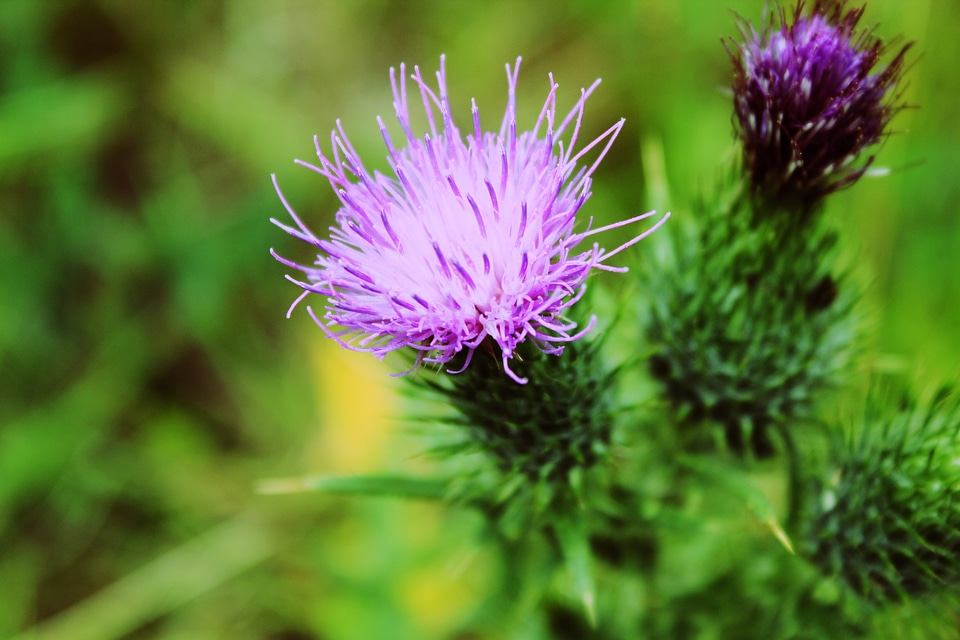 Wild Flowers photo