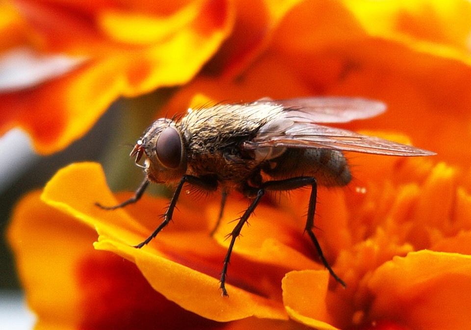 Fly insect Free photos