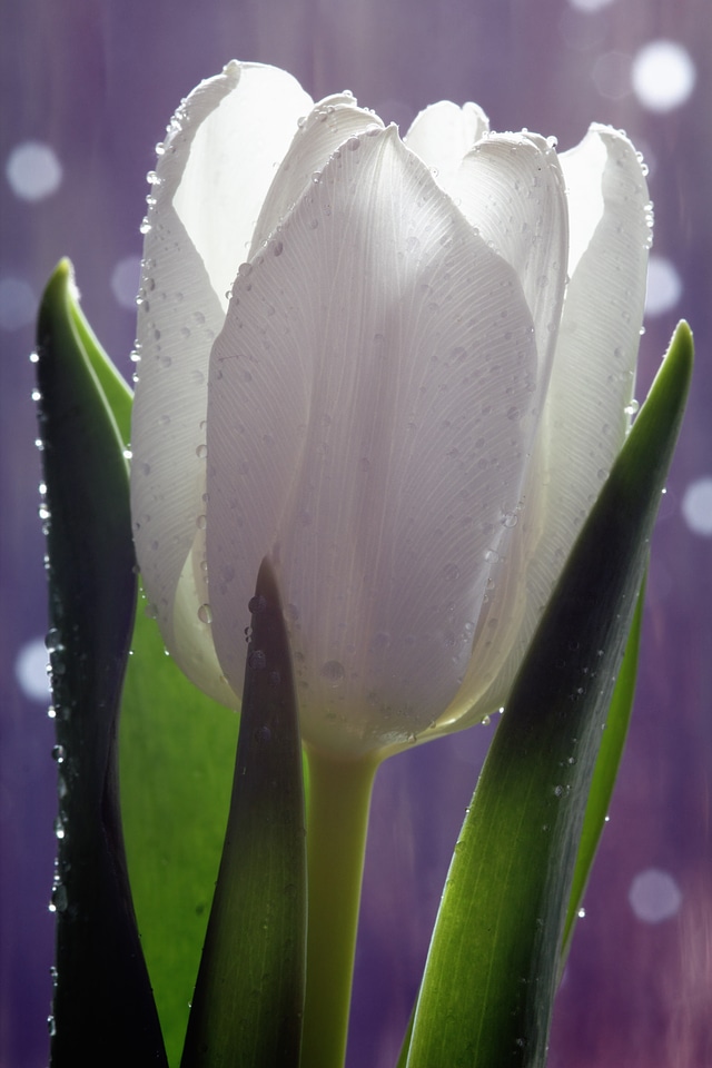 White Tulip Closeup