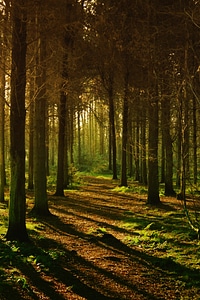 Pine Forest photo