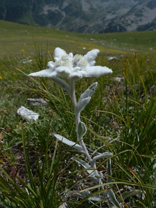 Fluffy white rarely