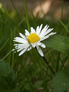 Daisy flower Free photos