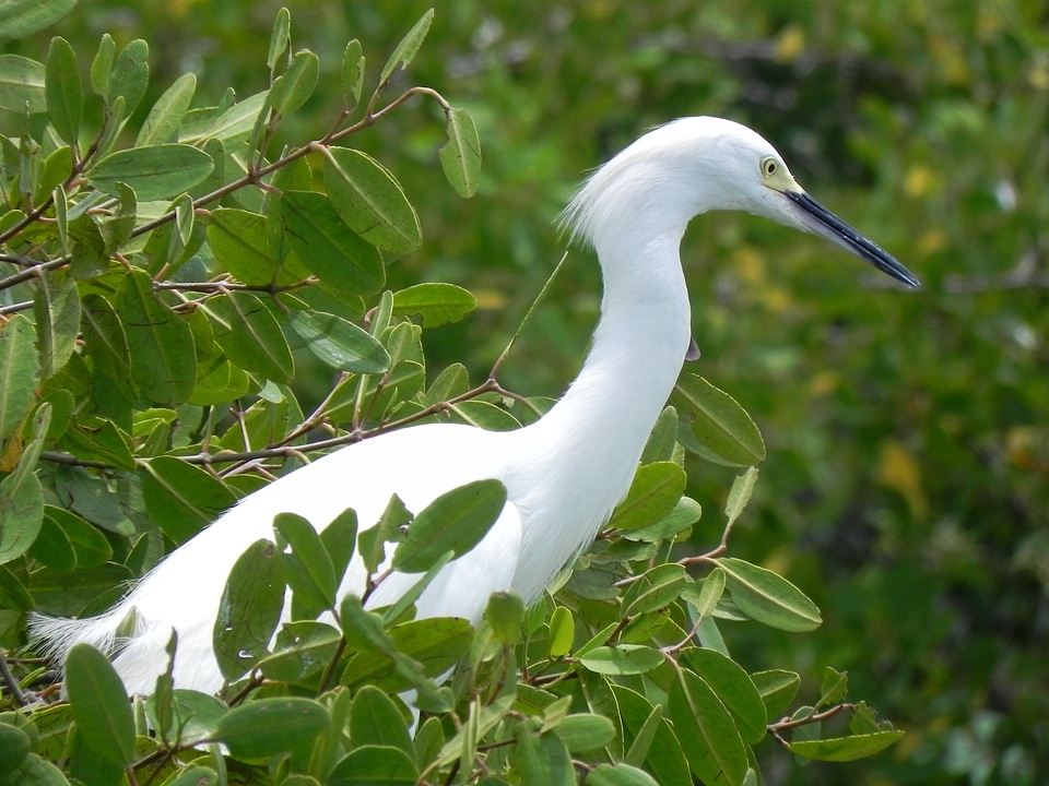 Great egret animals ave