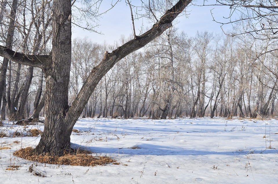 Puddles forest landscape