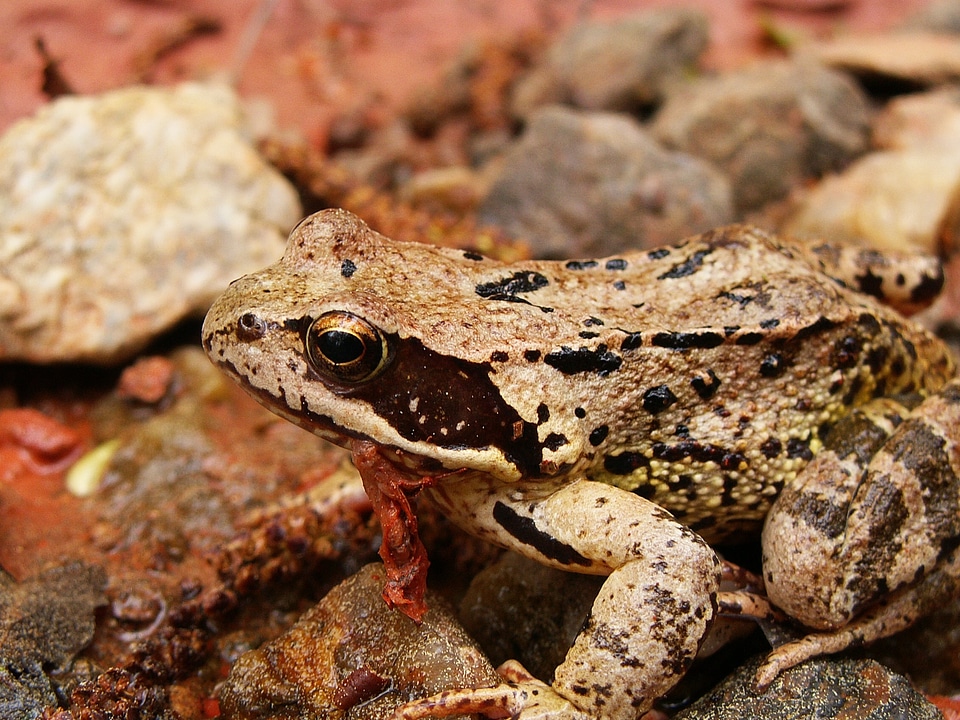 Amphibian stream bank small stones