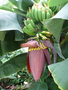 Banana shrub fruit leaf