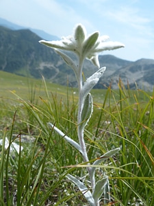Fluffy white rarely