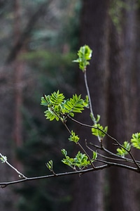 Ash leaves forest