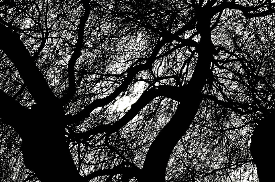 Season tree trees