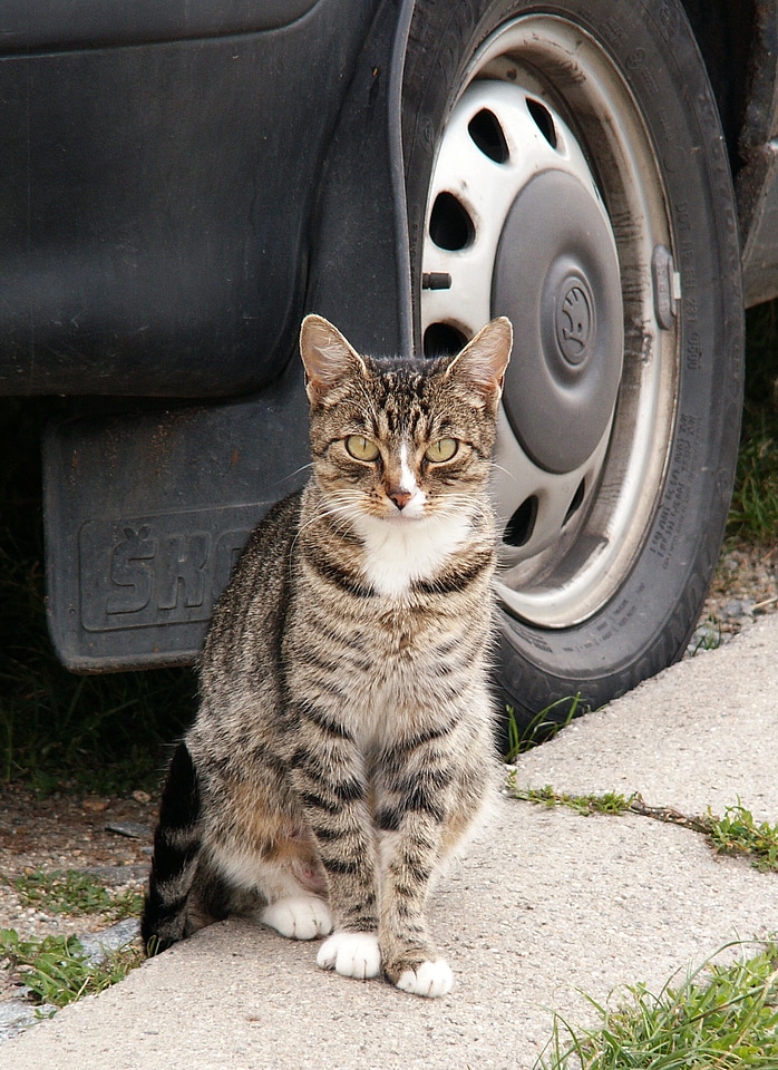 Pavement car tires wheel car