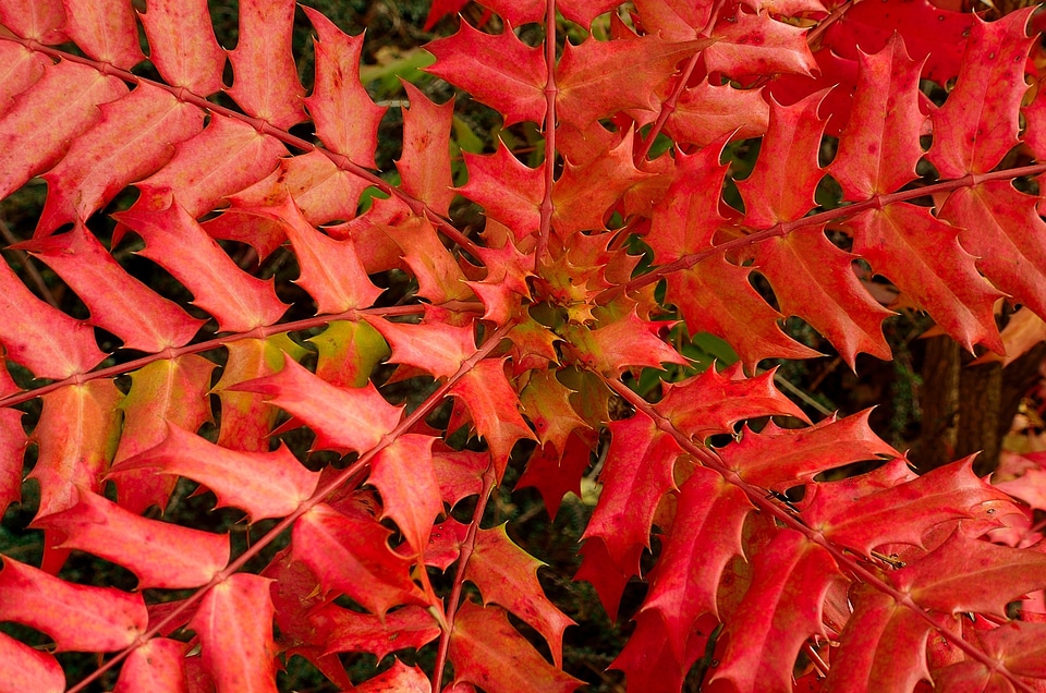 Leaves autumn red