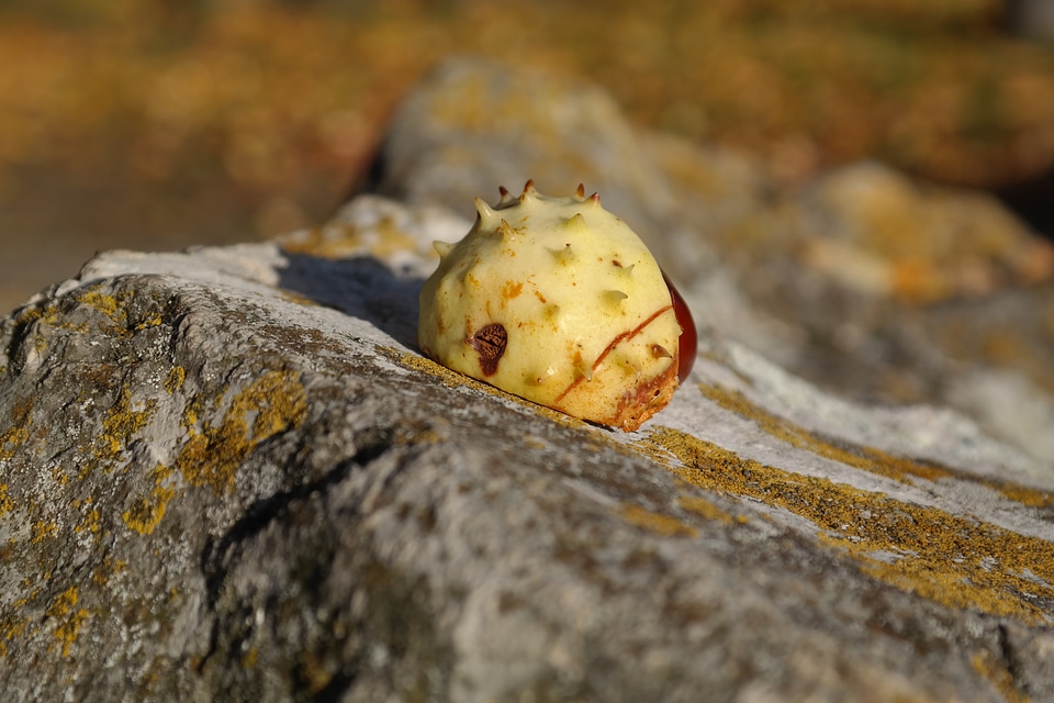 Prickly green stone photo