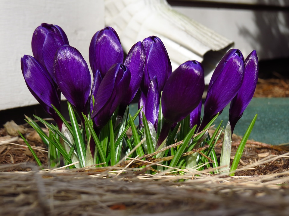 Violet petals blossoms
