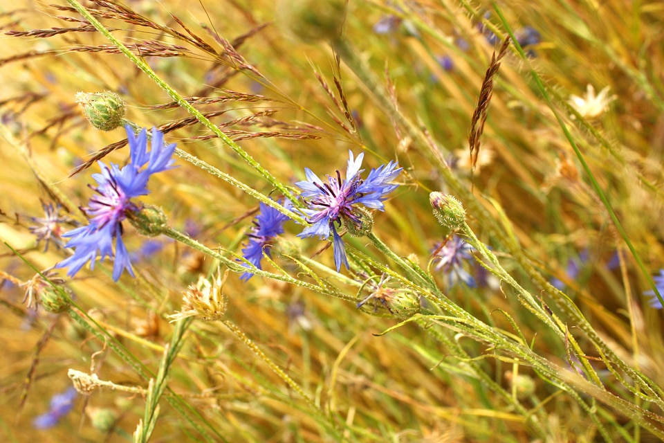 Flower spring nature