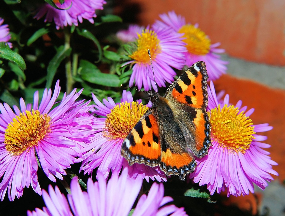 Edelfalter colorful insect