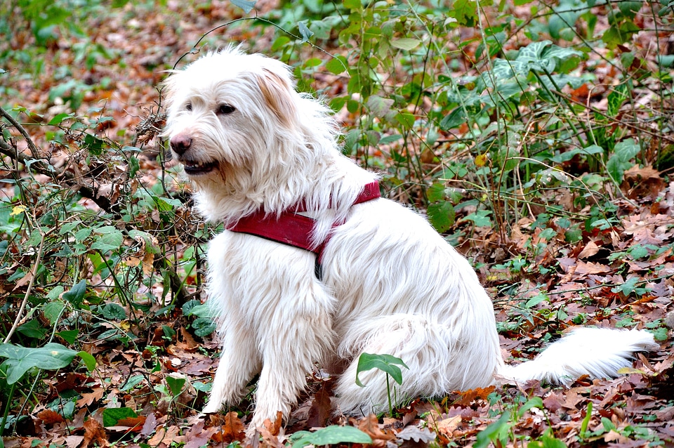 Beast canino animals