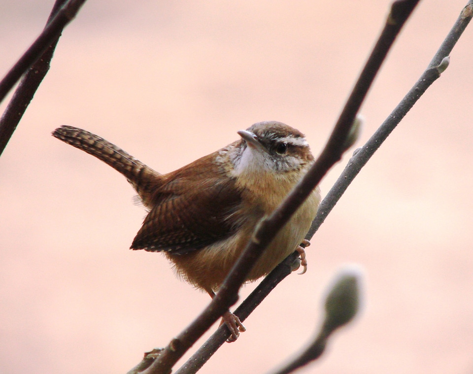 Animal beak branch
