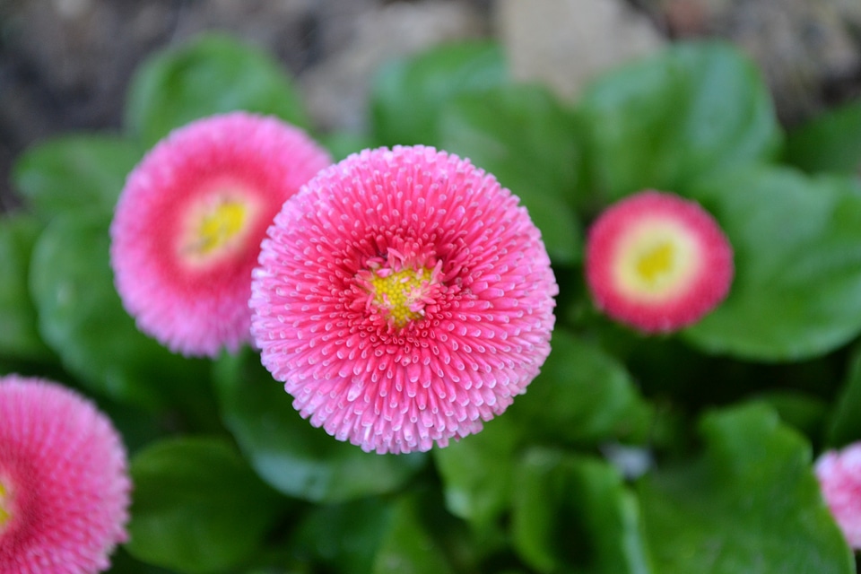 Flower bright pink nature