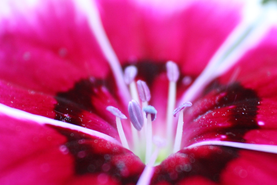 Red spring macro photo