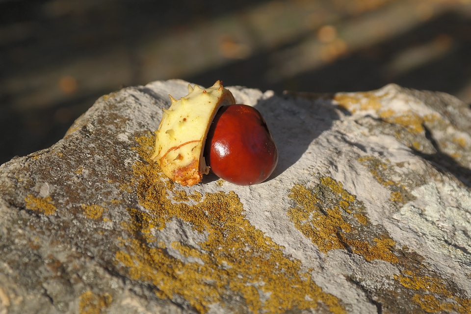 Prickly green stone photo