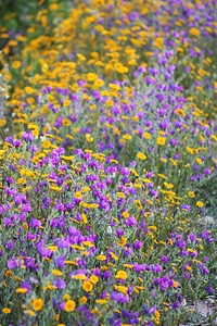 Colors brightly colored fields
